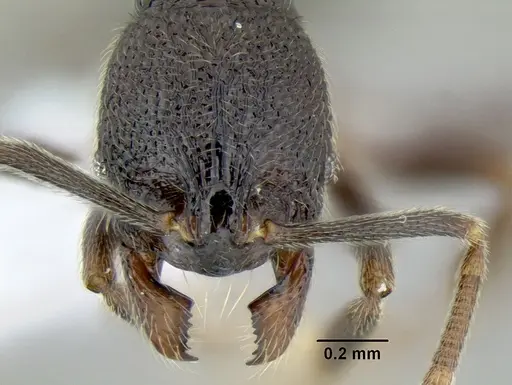 Stenamma nonotch specimen CASENT0604711 image casent0604711_2