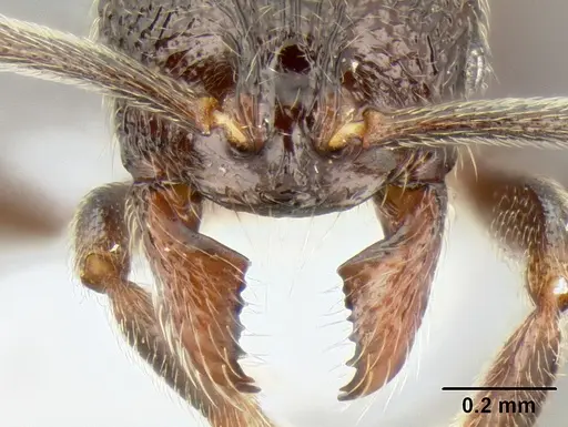 Stenamma nonotch specimen CASENT0604711 image casent0604711_3