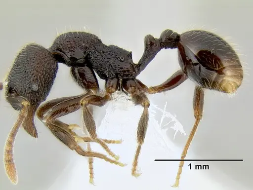 Stenamma nonotch specimen CASENT0604711 image casent0604711_4