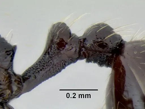 Stenamma nonotch specimen CASENT0604711 image casent0604711_5