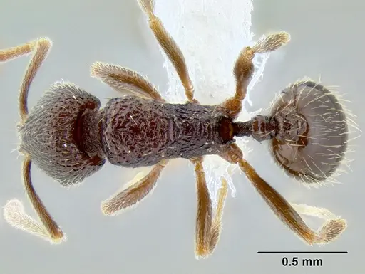 Stenamma nonotch specimen CASENT0604848 image casent0604848_1
