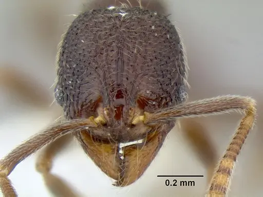 Stenamma nonotch specimen CASENT0604848 image casent0604848_2