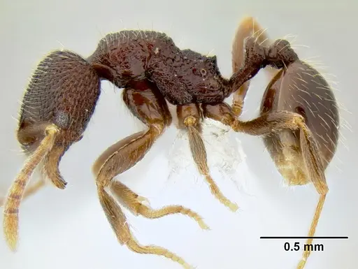 Stenamma nonotch specimen CASENT0604848 image casent0604848_3