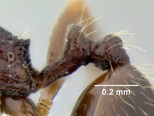 Stenamma nonotch specimen CASENT0604848 image casent0604848_4