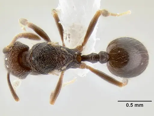 Stenamma nonotch specimen CASENT0605470 image casent0605470_1