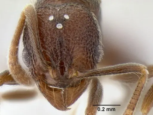 Stenamma nonotch specimen CASENT0605470 image casent0605470_2