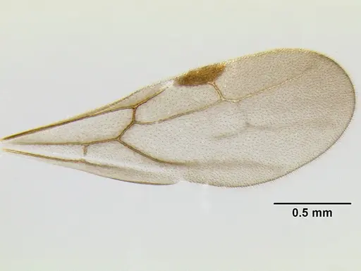 Stenamma nonotch specimen CASENT0605470 image casent0605470_4