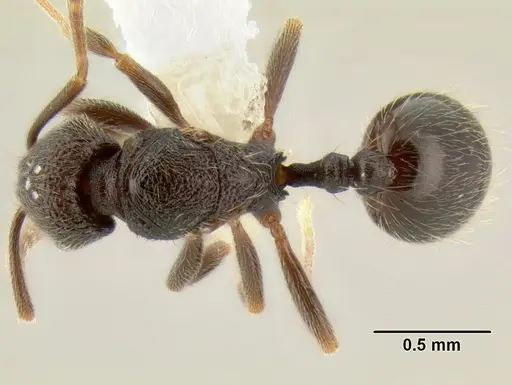 Stenamma nonotch specimen CASENT0605471 image casent0605471_1