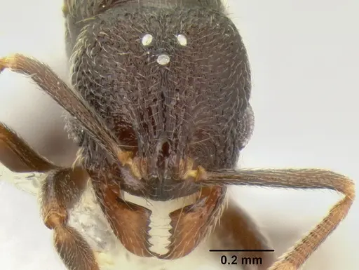 Stenamma nonotch specimen CASENT0605471 image casent0605471_2