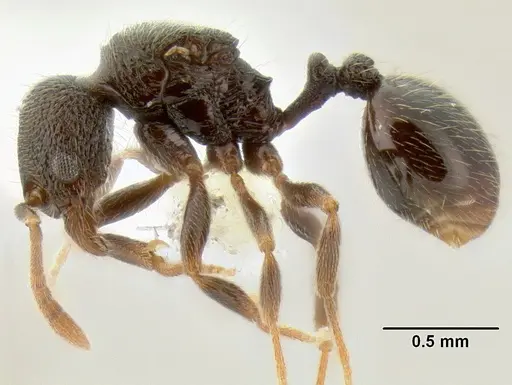 Stenamma nonotch specimen CASENT0605471 image casent0605471_3