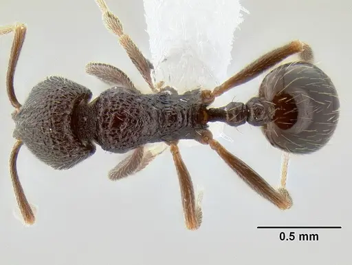 Stenamma nonotch specimen CASENT0605789 image casent0605789_1