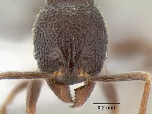 Stenamma nonotch specimen CASENT0605789 image casent0605789_2