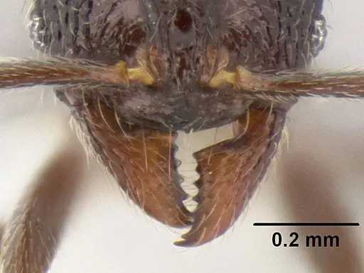 Stenamma nonotch specimen CASENT0605789 image casent0605789_3