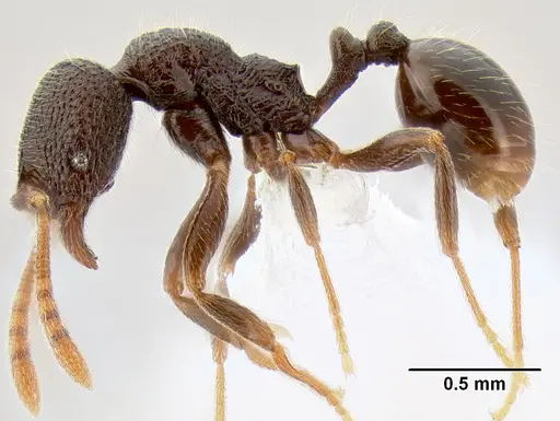 Stenamma nonotch specimen CASENT0605789 image casent0605789_4