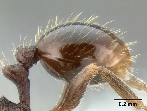 Stenamma nonotch specimen CASENT0605789 image casent0605789_5