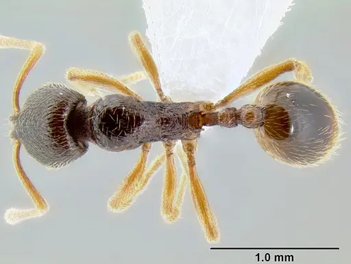 Stenamma ochrocnemis specimen CASENT0603793 image casent0603793_1