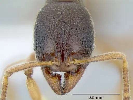 Stenamma ochrocnemis specimen CASENT0603793 image casent0603793_2