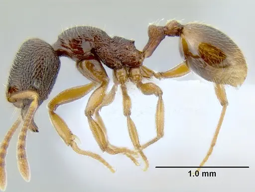 Stenamma ochrocnemis specimen CASENT0603793 image casent0603793_3