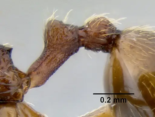 Stenamma ochrocnemis specimen CASENT0603793 image casent0603793_4