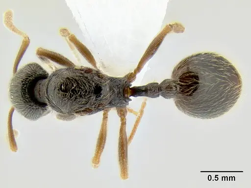 Stenamma ochrocnemis specimen CASENT0603800 image casent0603800_1