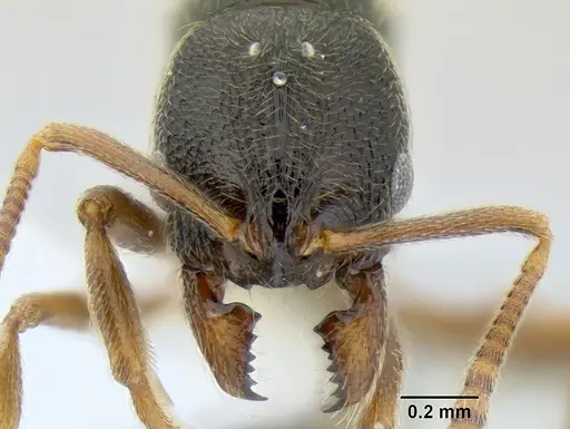 Stenamma ochrocnemis specimen CASENT0603800 image casent0603800_2
