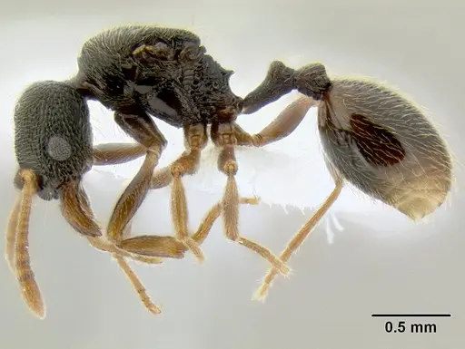 Stenamma ochrocnemis specimen CASENT0603800 image casent0603800_3