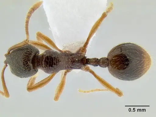 Stenamma ochrocnemis specimen CASENT0603884 image casent0603884_1