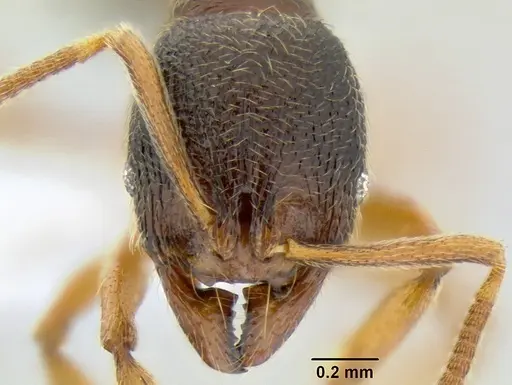 Stenamma ochrocnemis specimen CASENT0603884 image casent0603884_2