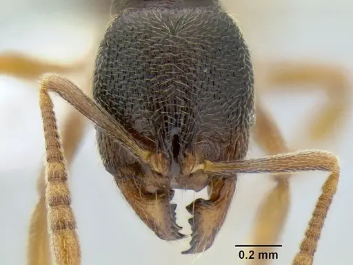 Stenamma ochrocnemis specimen CASENT0605044 image casent0605044_2