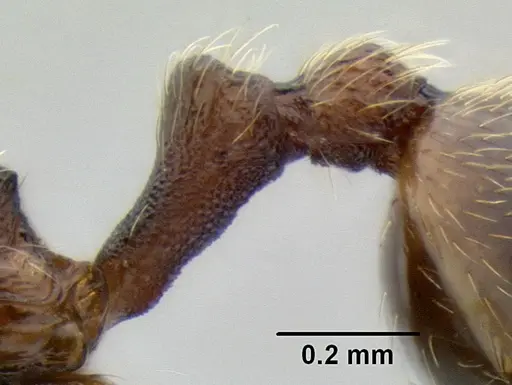 Stenamma ochrocnemis specimen CASENT0605044 image casent0605044_5