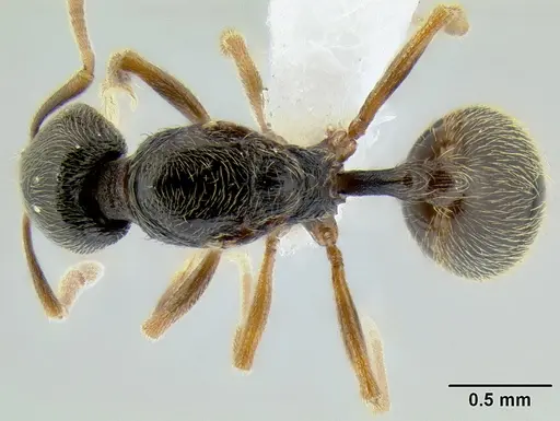Stenamma ochrocnemis specimen CASENT0605057 image casent0605057_1