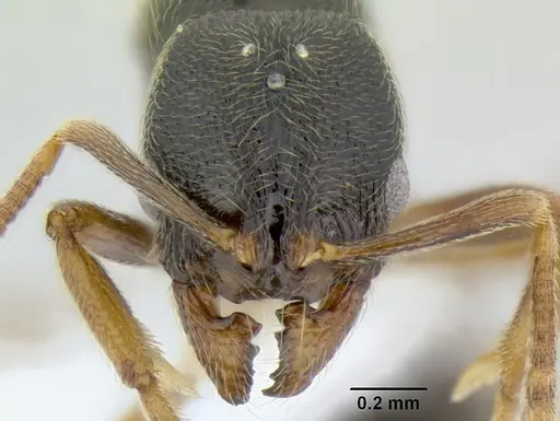 Stenamma ochrocnemis specimen CASENT0605057 image casent0605057_2