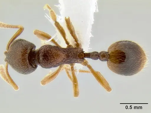 Stenamma ochrocnemis specimen CASENT0605066 image casent0605066_1