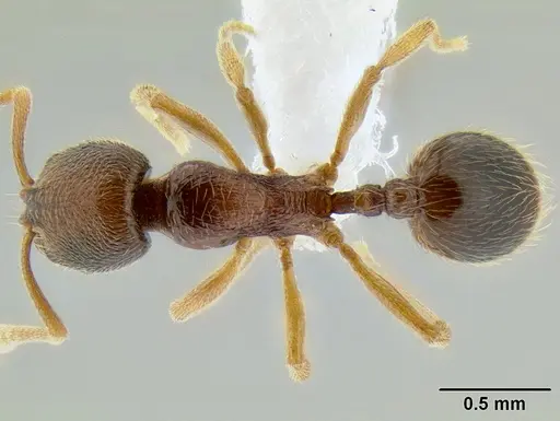 Stenamma ochrocnemis specimen CASENT0605129 image casent0605129_1
