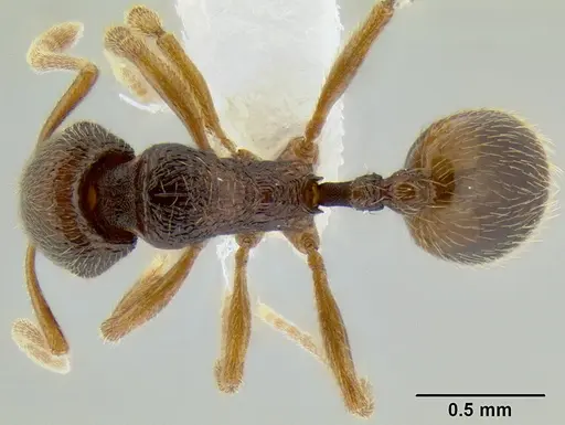 Stenamma ochrocnemis specimen CASENT0605175 image casent0605175_1