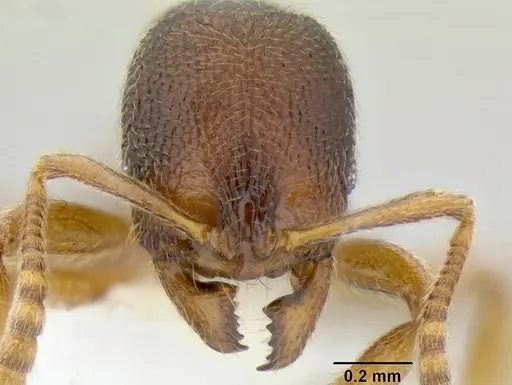 Stenamma ochrocnemis specimen CASENT0605175 image casent0605175_2