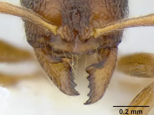 Stenamma ochrocnemis specimen CASENT0605175 image casent0605175_3