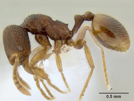 Stenamma ochrocnemis specimen CASENT0605175 image casent0605175_4