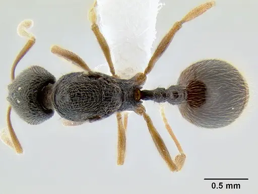 Stenamma ochrocnemis specimen CASENT0621449 image casent0621449_1