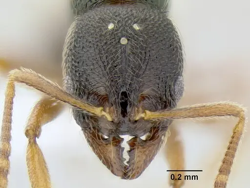 Stenamma ochrocnemis specimen CASENT0621449 image casent0621449_2