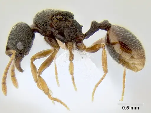 Stenamma ochrocnemis specimen CASENT0621449 image casent0621449_3