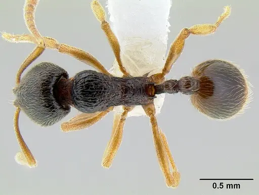 Stenamma ochrocnemis specimen CASENT0621468 image casent0621468_1