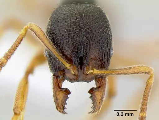 Stenamma ochrocnemis specimen CASENT0621468 image casent0621468_2