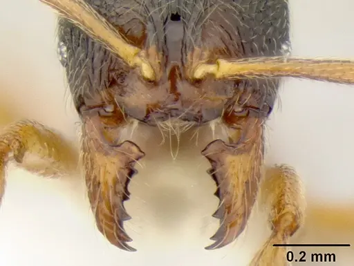 Stenamma ochrocnemis specimen CASENT0621468 image casent0621468_3