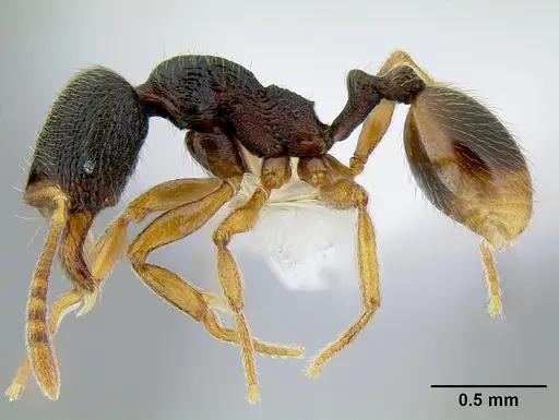 Stenamma ochrocnemis specimen CASENT0621468 image casent0621468_4