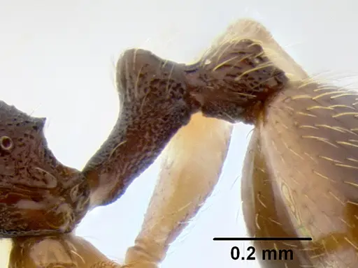 Stenamma ochrocnemis specimen CASENT0621468 image casent0621468_5
