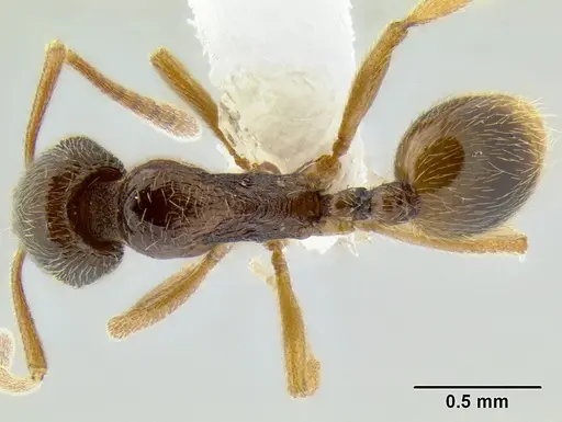 Stenamma ochrocnemis specimen CASENT0622160 image casent0622160_1