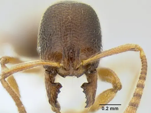 Stenamma ochrocnemis specimen CASENT0622160 image casent0622160_2
