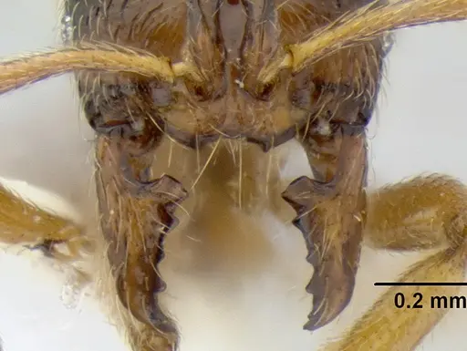 Stenamma ochrocnemis specimen CASENT0622160 image casent0622160_3