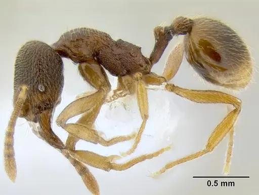 Stenamma ochrocnemis specimen CASENT0622160 image casent0622160_4